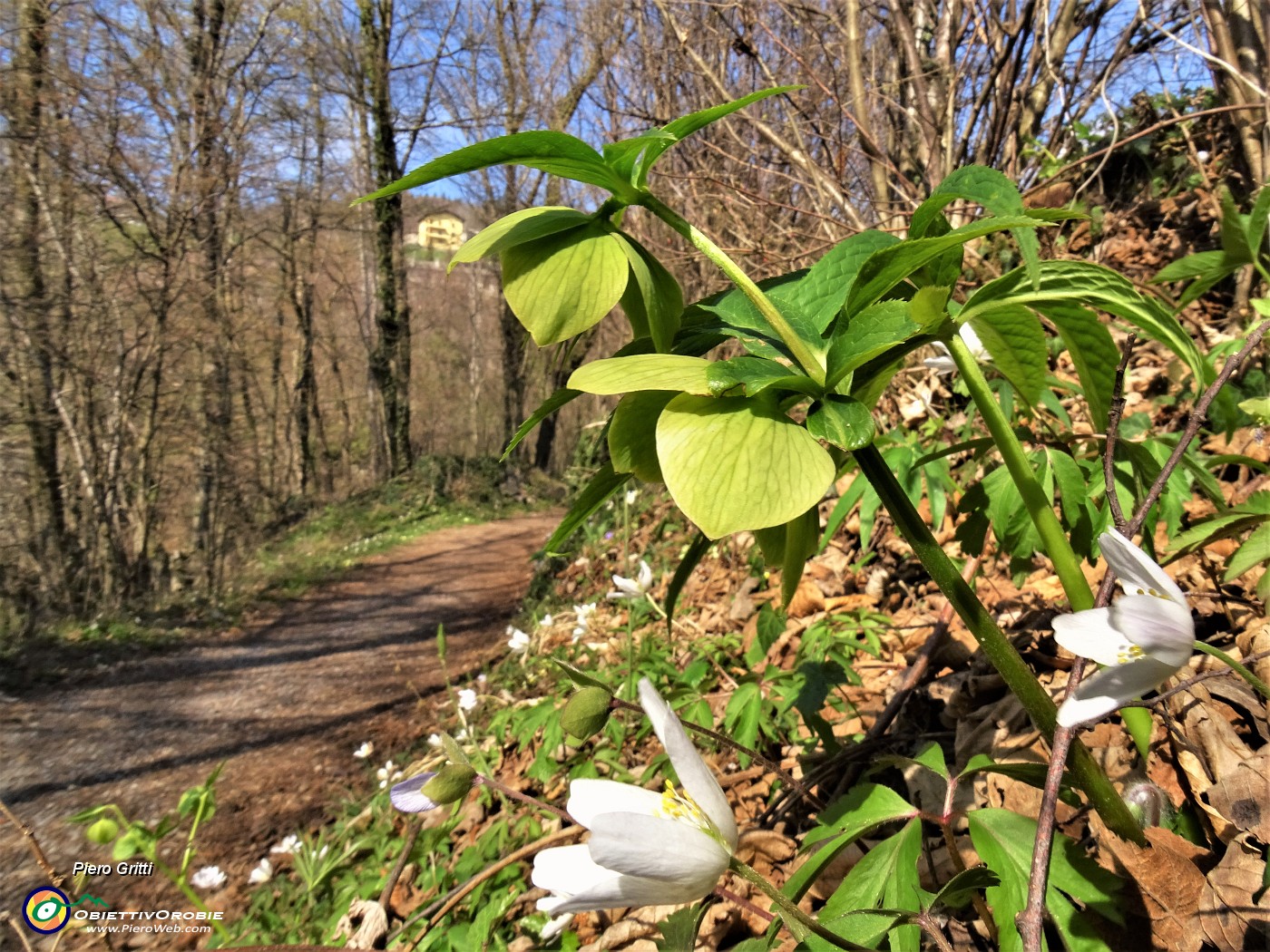 17 Helleborus viridis (Elleboro verde) con Anemoides nemorosa (Anemone dei boschi).JPG